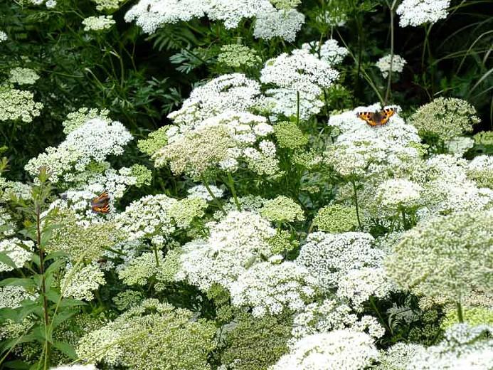Cenolophium Denudatum, Baltic Parsley. White Flowers, perennial plants, long-lasting flowers, drought tolerant perennials